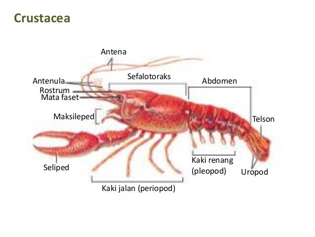 38 Top Contoh  Hewan  Termasuk Crustacea 