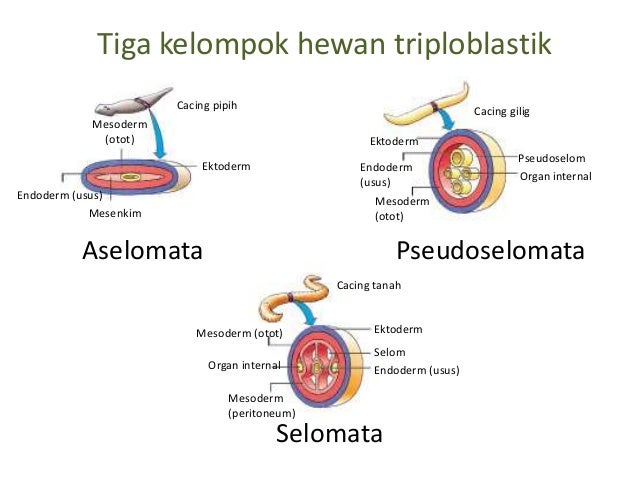 Contoh Hewan Invertebrata Berdasarkan Filum - Contoh Wa