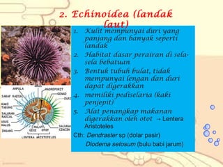 2. Echinoidea (landak
laut)
1.

Kulit mempunyai duri yang
panjang dan banyak seperti
landak
2. Habitat dasar perairan di selasela bebatuan
3. Bentuk tubuh bulat, tidak
mempunyai lengan dan duri
dapat digerakkan
4. memiliki pediselaria (kaki
penjepit)
5. Alat penangkap makanan
digerakkan oleh otot → Lentera
Aristoteles
Cth: Dendraster sp (dolar pasir)
Diodema setosum (bulu babi jarum)

 