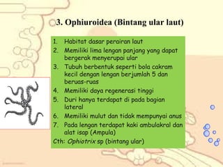 3. Ophiuroidea (Bintang ular laut)
1. Habitat dasar perairan laut
2. Memiliki lima lengan panjang yang dapat
bergerak menyerupai ular
3. Tubuh berbentuk seperti bola cakram
kecil dengan lengan berjumlah 5 dan
beruas-ruas
4. Memiliki daya regenerasi tinggi
5. Duri hanya terdapat di pada bagian
lateral
6. Memiliki mulut dan tidak mempunyai anus
7. Pada lengan terdapat kaki ambulakral dan
alat isap (Ampula)
Cth: Ophiotrix sp (bintang ular)

 