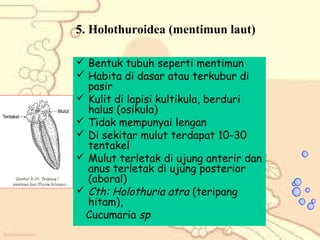 5. Holothuroidea (mentimun laut)
 Bentuk tubuh seperti mentimun
 Habita di dasar atau terkubur di
pasir
 Kulit di lapisi kultikula, berduri
halus (osikula)
 Tidak mempunyai lengan
 Di sekitar mulut terdapat 10-30
tentakel
 Mulut terletak di ujung anterir dan
anus terletak di ujung posterior
(aboral)
 Cth: Holothuria atra (teripang
hitam),
Cucumaria sp

 