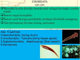 CHORDATA
ciri-ciri

 Memiliki korda dorsalis (notokorda) sebagai kerangka sumbu
tubuh
 Sistem organ kompleks
 Sistem saraf berupa pembuluh, terdapat disebelah punggung
 Alat pernapasan berupa insang, paru-paru
Ada 4 subfilum
1.Hemichordata; Cacing Acorn
2.Urochordata ; Tunicata (mirip hewan spons)
3.Cephalochordata; Amphioxus sp (Ikan lanset)
4.Vertebrata

 