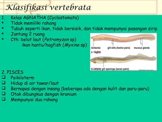 Klasifikasi vertebrata
1.





Kelas AGNATHA (Cyclostomata)
Tidak memiliki rahang
Tubuh seperti ikan, tidak bersisik, dan tidak mempunyai pasangan sirip
Jantung 2 ruang
Cth: belut laut (Petromyzon sp)
ikan hantu/hagfish (Myxine sp)

2. PISCES
 Poikiloterm
 Hidup di air tawar/laut
 Bernapas dengan insang (beberapa ada dengan kulit dan paru-paru)
 Otak dibungkus dengan kranium
 Mempunyai dua rahang

 