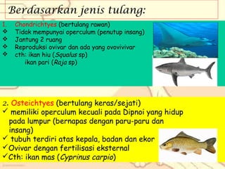 Berdasarkan jenis tulang:
1.





Chondrichtyes (bertulang rawan)
Tidak mempunyai operculum (penutup insang)
Jantung 2 ruang
Reproduksi ovivar dan ada yang ovovivivar
cth: ikan hiu (Squalus sp)
ikan pari (Raja sp)

2. Osteichtyes (bertulang keras/sejati)
 memiliki operculum kecuali pada Dipnoi yang hidup
pada lumpur (bernapas dengan paru-paru dan
insang)
 tubuh terdiri atas kepala, badan dan ekor
Ovivar dengan fertilisasi eksternal
Cth: ikan mas (Cyprinus carpio)

 
