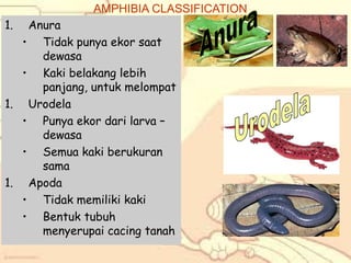 AMPHIBIA CLASSIFICATION
1.

Anura
• Tidak punya ekor saat
dewasa
• Kaki belakang lebih
panjang, untuk melompat
1. Urodela
• Punya ekor dari larva –
dewasa
• Semua kaki berukuran
sama
1. Apoda
• Tidak memiliki kaki
• Bentuk tubuh
menyerupai cacing tanah

 