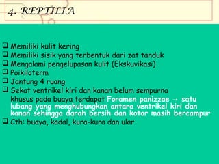 4. REPTILIA
 Memiliki kulit kering
 Memiliki sisik yang terbentuk dari zat tanduk
 Mengalami pengelupasan kulit (Ekskuvikasi)
 Poikiloterm
 Jantung 4 ruang
 Sekat ventrikel kiri dan kanan belum sempurna
khusus pada buaya terdapat Foramen panizzae → satu
lubang yang menghubungkan antara ventrikel kiri dan
kanan sehingga darah bersih dan kotor masih bercampur
 Cth: buaya, kadal, kura-kura dan ular

 
