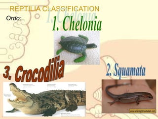 REPTILIA CLASSIFICATION
Ordo:

 