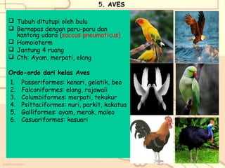 5. AVES
 Tubuh ditutupi oleh bulu
 Bernapas dengan paru-paru dan
kantong udara (saccus pneumaticus)
 Homoioterm
 Jantung 4 ruang
 Cth: Ayam, merpati, elang
Ordo-ordo dari kelas Aves
1.
2.
3.
4.
5.
6.

Passeriformes: kenari, gelatik, beo
Falconiformes: elang, rajawali
Columbiformes: merpati, tekukur
Psittaciformes: nuri, parkit, kakatua
Galliformes: ayam, merak, maleo
Casuariformes: kasuari

 