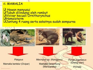 6. MAMALIA
 Hewan menyusui
Tubuh dilindungi oleh rambut
Vivivar kecuali Ornithorynchus
Homoioterm
Jantung 4 ruang serta sekatnya sudah sempurna

Platypus
Mamalia bertelur (Ovipar)

Macropus sp. (Kangguru)
Mamalia berkantung
(Marsupialia)

Pongo pygmaeus
(Orang utan)
Primata

 
