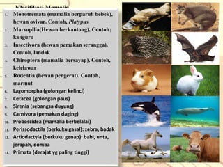 Klasifikasi Mamalia

1.

2.

3.

4.

5.

6.
7.
8.
9.
10.
11.
12.

13.

Monotremata (mamalia berparuh bebek),
hewan ovivar. Contoh, Platypus
Marsupilia(Hewan berkantong), Contoh;
kanguru
Insectivora (hewan pemakan serangga).
Contoh, landak
Chiroptera (mamalia bersayap). Contoh,
kelelawar
Rodentia (hewan pengerat). Contoh,
marmut
Lagomorpha (golongan kelinci)
Cetacea (golongan paus)
Sirenia (sebangsa duyung)
Carnivora (pemakan daging)
Proboscidea (mamalia berbelalai)
Perissodactila (berkuku gasal): zebra, badak
Artiodactyla (berkuku genap): babi, unta,
jerapah, domba
Primata (derajat yg paling tinggi)

 