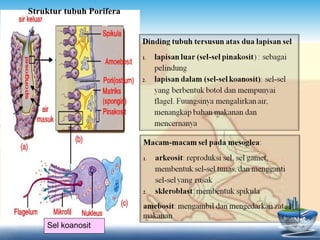 Struktur tubuh Porifera

Sel koanosit

 