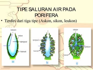 TIPE SALURAN AIR PADA
PORIFERA

• Terdiri dari tiga tipe (Askon, sikon, leukon)

 