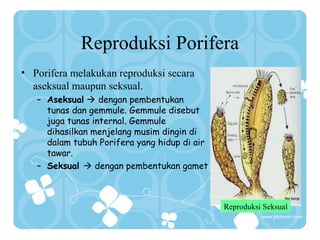 Reproduksi Porifera
• Porifera melakukan reproduksi secara
aseksual maupun seksual.
– Aseksual  dengan pembentukan
tunas dan gemmule. Gemmule disebut
juga tunas internal. Gemmule
dihasilkan menjelang musim dingin di
dalam tubuh Porifera yang hidup di air
tawar.
– Seksual  dengan pembentukan gamet

Reproduksi Seksual

 