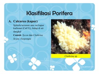 Klasifikasi Porifera
A. Calcarea (kapur)
Spikula tersusun atas zat kapur
karbonat (CaCO3), hidup di air
dangkal
Contoh: Sycon dan Clathrina
Scypa. Euspongia

Clathrina sp

 