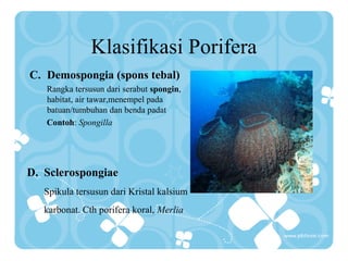 Klasifikasi Porifera
C. Demospongia (spons tebal)
Rangka tersusun dari serabut spongin,
habitat, air tawar,menempel pada
batuan/tumbuhan dan benda padat
Contoh: Spongilla

D. Sclerospongiae
Spikula tersusun dari Kristal kalsium
karbonat. Cth porifera koral, Merlia

 