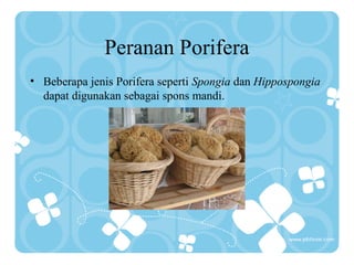 Peranan Porifera
• Beberapa jenis Porifera seperti Spongia dan Hippospongia
dapat digunakan sebagai spons mandi.

 