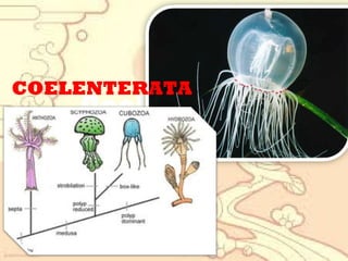 COELENTERATA

Coelenterata

 