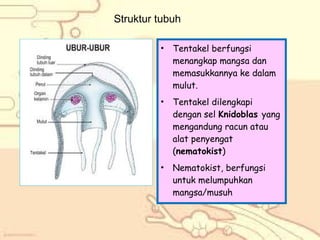 Struktur tubuh
•

Tentakel berfungsi
menangkap mangsa dan
memasukkannya ke dalam
mulut.

•

Tentakel dilengkapi
dengan sel Knidoblas yang
mengandung racun atau
alat penyengat
(nematokist)

•

Nematokist, berfungsi
untuk melumpuhkan
mangsa/musuh

 