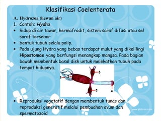 Klasifikasi Coelenterata
A. Hydrozoa (hewan air)
1. Contoh: Hydra
• hidup di air tawar, hermafrodit, sistem saraf difusi atau sel
saraf tersebar
• bentuk tubuh selalu polip.
• Pada ujung Hydra yang bebas terdapat mulut yang dikelilingi
Hipostomae yang berfungsi menangkap mangsa. Pada bagian
bawah membentuk basal disk untuk melekatkan tubuh pada
tempat hidupnya.

• Reproduksi vegetatif dengan membentuk tunas dan
reproduksi generatif melalui pembuahan ovum dan
spermatozoid

 