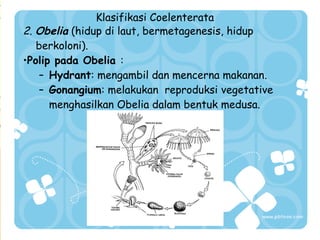 Klasifikasi Coelenterata
2. Obelia (hidup di laut, bermetagenesis, hidup
berkoloni).
•Polip pada Obelia :
– Hydrant: mengambil dan mencerna makanan.
– Gonangium: melakukan reproduksi vegetative
menghasilkan Obelia dalam bentuk medusa.

 