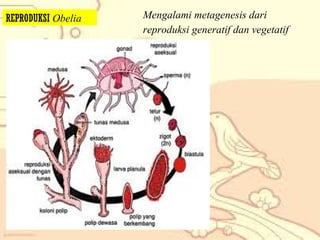 REPRODUKSI Obelia

Mengalami metagenesis dari
reproduksi generatif dan vegetatif

 
