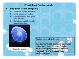 Klasifikasi Coelenterata
B. Scyphozoa (hewan mangkuk)
1)
2)
3)
4)

Pada mulut terdapat 4 tentakel
bentuk tubuh selalu medusa
medusa berukuran besar, polip
berukuran kecil
alat kelamin terpisah. Contoh:
Aurelia (ubur-ubur)

Aurelia aurita

 