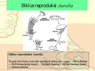 SIklus reproduksi Aurelia

 