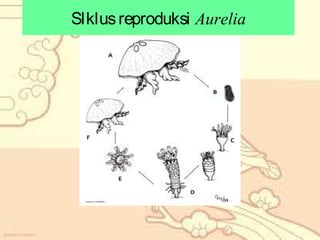 SIklus reproduksi Aurelia

 