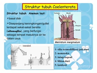 Struktur tubuh Coelenterata
Struktur tubuh Anemon laut:
basal disk
Disepanjang kerongkongan/gullet
terdapat sekat-sekat bersilia
(sifonoglia), yang berfungsi
sebagai tempat masuknya air ke
dalam usus
Metridium marginatum

 