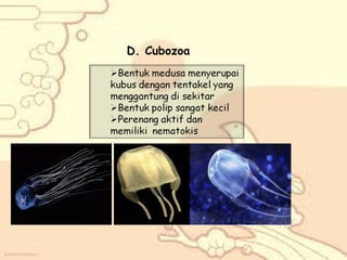 D. Cubozoa

 