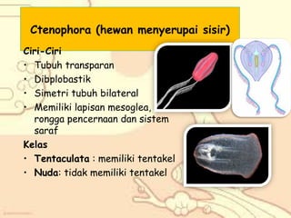 Ctenophora (hewan menyerupai sisir)
Ciri-Ciri
• Tubuh transparan
• Dibplobastik
• Simetri tubuh bilateral
• Memiliki lapisan mesoglea,
rongga pencernaan dan sistem
saraf
Kelas
• Tentaculata : memiliki tentakel
• Nuda: tidak memiliki tentakel

 