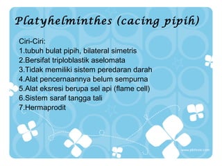Platyhelminthes (cacing pipih)
Ciri-Ciri:
1.tubuh bulat pipih, bilateral simetris
2.Bersifat triploblastik aselomata
3.Tidak memiliki sistem peredaran darah
4.Alat pencernaannya belum sempurna
5.Alat eksresi berupa sel api (flame cell)
6.Sistem saraf tangga tali
7.Hermaprodit

 