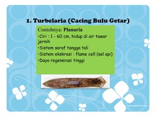 1. Turbelaria (Cacing Bulu Getar)
Contohnya: Planaria
•Ciri : 1 - 60 cm, hidup di air tawar
jernih
•Sistem saraf tangga tali
•Sistem ekskresi : flame cell (sel api)
•Daya regenerasi tinggi

 