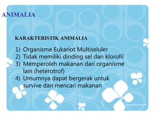 ANIMALIA

KARAKTERISTIK ANIMALIA

1) Organisme Eukariot Multiseluler
2) Tidak memiliki dinding sel dan klorofil
3) Memperoleh makanan dari organisme
lain (heterotrof)
4) Umumnya dapat bergerak untuk
survive dan mencari makanan

Tahun 2008 Sugeng_biologilover.wordpress.com. Silahkan gunakan slide ini untuk kemajuan bersama. Dilarang keras untuk dikomersilkan dengan alasan apapun

 