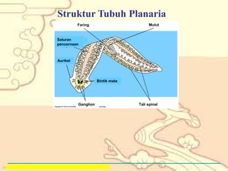Struktur Tubuh Planaria
Mulut

Faring

Saluran
pencernaan

Aurikel

Bintik mata

Ganglion

Copyright © 2005 Pearson Education, Inc. publishing as Benjamin Cummings

Tali spinal

 