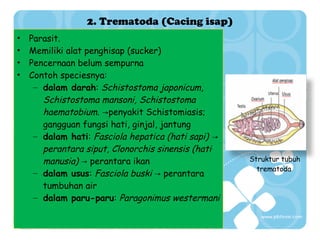 2. Trematoda (Cacing isap)
•
•
•
•

Parasit.
Memiliki alat penghisap (sucker)
Pencernaan belum sempurna
Contoh speciesnya:
– dalam darah: Schistostoma japonicum,
Schistostoma mansoni, Schistostoma
haematobium. →penyakit Schistomiasis;
gangguan fungsi hati, ginjal, jantung
– dalam hati: Fasciola hepatica (hati sapi) →
perantara siput, Clonorchis sinensis (hati
manusia) → perantara ikan
– dalam usus: Fasciola buski → perantara
tumbuhan air
– dalam paru-paru: Paragonimus westermani

Struktur tubuh
trematoda

 