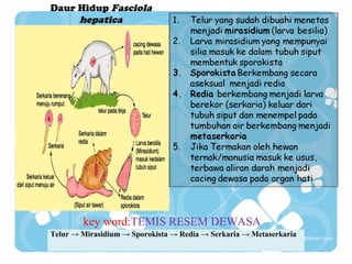 Daur Hidup Fasciola
hepatica

key word:TEMIS RESEM DEWASA
Telur → Mirasidium → Sporokista → Redia → Serkaria → Metaserkaria

 