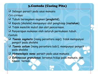 3.Cestoda (Cacing Pita)
 Sebagai parasit pada usus manusia
Ciri-cirinya:
 Tubuh bersegmen-segmen (proglotid).
 Kepala (skoleks) mempunyai alat penghisap (rostelum)
 Tidak memiliki mulut dan alat pencernaan.
 Penyerapan makanan oleh seluruh permukaan tubuh.
Contoh:
 Taenia saginata (inang perantara sapi); tidak mempunyai
pengait pada skoleks
 Taenia solium (inang perantara babi); mempunyai pengait
pada skoleks
 Hymenolepis nana; parasit pada usus manusia
 Echinoccus granulosus; larvanya hidup pada manusia, dan
hewan ternak

 