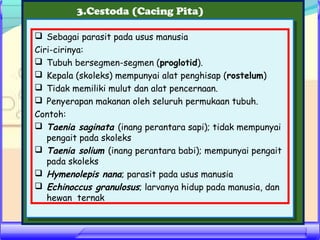3.Cestoda (Cacing Pita)
 Sebagai parasit pada usus manusia
Ciri-cirinya:
 Tubuh bersegmen-segmen (proglotid).
 Kepala (skoleks) mempunyai alat penghisap (rostelum)
 Tidak memiliki mulut dan alat pencernaan.
 Penyerapan makanan oleh seluruh permukaan tubuh.
Contoh:
 Taenia saginata (inang perantara sapi); tidak mempunyai
pengait pada skoleks
 Taenia solium (inang perantara babi); mempunyai pengait
pada skoleks
 Hymenolepis nana; parasit pada usus manusia
 Echinoccus granulosus; larvanya hidup pada manusia, dan
hewan ternak

 