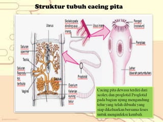 Struktur tubuh cacing pita

 