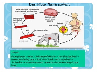 Daur Hidup Taenia saginata

Tahapan:

Cacing dewasa → telur → heksakan/Onkosfer → tertelan sapi/babi →
menembus dinding usus → ikut aliran darah → otot sapi/babi →
Sistiserkus → termakan manusia →menetas dan berkembang di usus
halus.

 