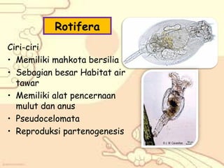 Rotifera
Ciri-ciri
• Memiliki mahkota bersilia
• Sebagian besar Habitat air
tawar
• Memiliki alat pencernaan
mulut dan anus
• Pseudocelomata
• Reproduksi partenogenesis

 