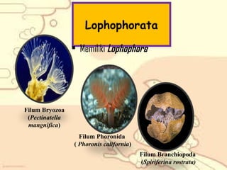 Lophophorata
• Memiliki Lophophore

Filum Bryozoa
(Pectinatella
mangnifica)
Filum Phoronida
( Phoronis california)
Filum Branchiopoda
(Spiriferina rostrata)

 