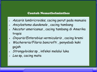 Contoh Nemathelminthes
1.
2.
3.

4.
5.

6.
7.

Ascaris lumbricroides, cacing perut pada manusia
Ancylostoma duodenale , cacing tambang
Necator americanus , cacing tambang di Amerika
tropis
Oxyuris/Enterobius vermicularis , cacing kremi
Wuchereria/Filaria bancrofti , penyebab kaki
gajah
Strongyloides sp , infeksi melalui luka
Loa sp, cacing mata

 