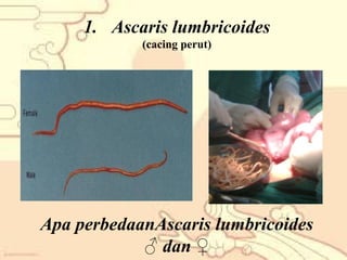 1. Ascaris lumbricoides
(cacing perut)

Apa perbedaanAscaris lumbricoides
♂ dan ♀

 