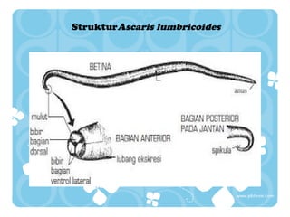 StrukturAscaris lumbricoides

 