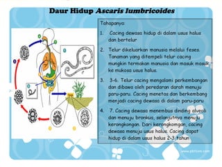 Daur Hidup Ascaris lumbricoides

 