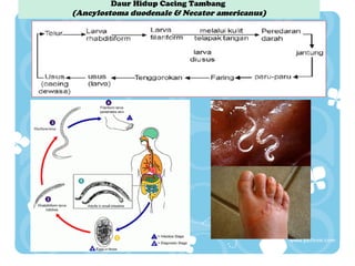 Daur Hidup Cacing Tambang
(Ancylostoma duodenale & Necator americanus)

 