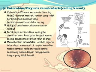 3. Enterobius/Oxyuris vermicularis(cacing kremi)
 Enterobius/Oxyuris vermicularis(cacing
kremi)→sayuran mentah, tangan yang tidak
bersih/bahan makanan yang
terkontaminasi telur-telur cacing
 Hidup di usus besar, ukuran sebesar
rambut
 Infeksinya menimbulkan rasa gatal
disekitar anus. Rasa gatal terjadi karena
cacing dewasa meletakkan telur di anus.
 Menyebabkan autoinfeksi: apabila digaruk
telur dapat menempel di tangan kemudian
masuk kembali kedalam tubuh ketika
seseorang makan dengan menggunakan
tangan yang tidak bersih.

 