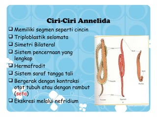 Ciri-Ciri Annelida
 Memiliki segmen seperti cincin
 Triploblastik selomata
 Simetri Bilateral
 Sistem pencernaan yang
lengkap
 Hermafrodit
 Sistem saraf tangga tali
 Bergerak dengan kontraksi
otot tubuh atau dengan rambut
(seta)
 Ekskresi melalui nefridium

 